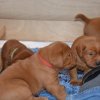  4 Woche